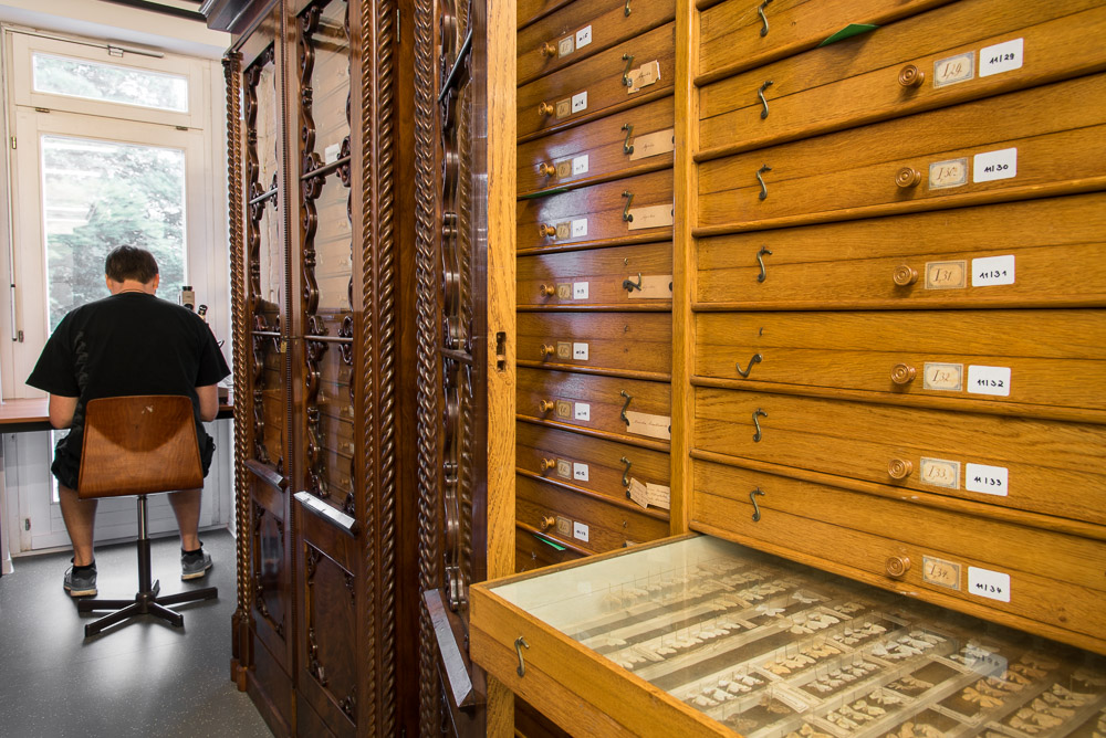 Insect Collections